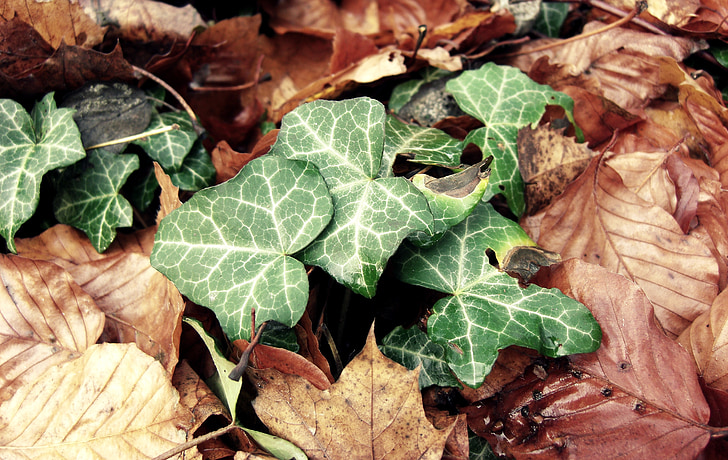 Ivy, listy, jeseň, Forest, Lesné huby, Lístie pádu, jesenné farby