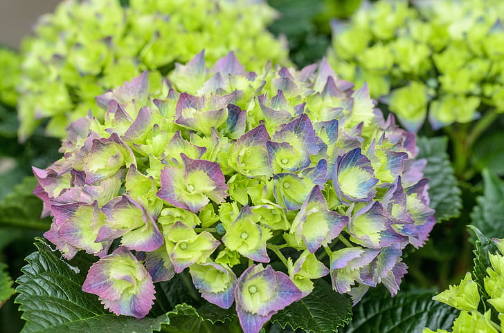 hydrangea, neon, green, purple, pink, flower, blossom