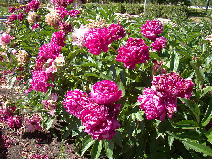 peonies, red, flower bed, summer, sun, bright