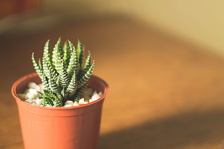 cactus, green, plant, flowerpot, interior, display, blur