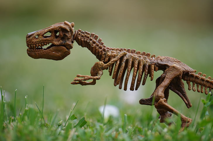 ไดโนเสาร์, กระดูก, rex, ของเล่น, หญ้า, สัตว์เลื้อยคลาน, สัตว์