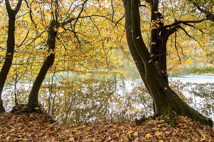 το φθινόπωρο, στις όχθες του ποταμού, Ποταμός, Τράπεζα, αντανάκλαση στον ποταμό, δέντρο, φύση