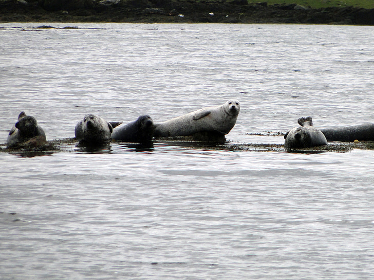 seals, scotland, coast, animal world, nature, sea, water