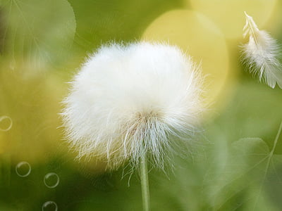 scheuchzer wollgras, cottongrass, blossom, bloom, plant, soft, dandelion