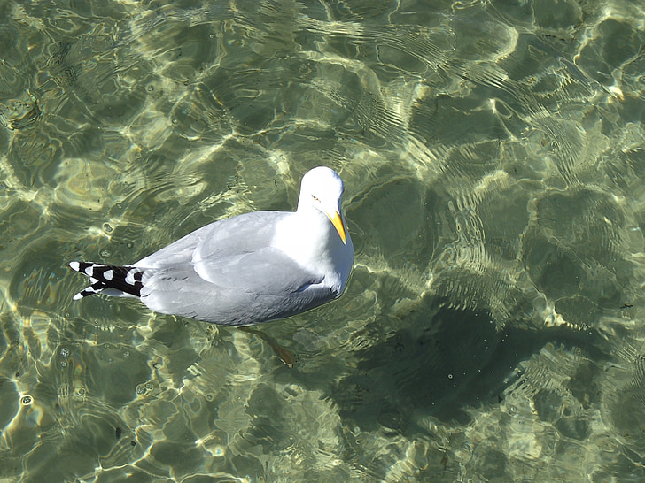 gull, water, nature