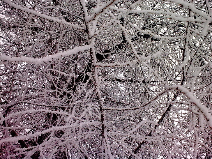 meža, sniega, koki, ziemas, koks, daba, sezonas