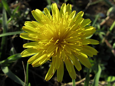 diente de León, flor, amarillo, planta, flora, flores amarillas, naturaleza
