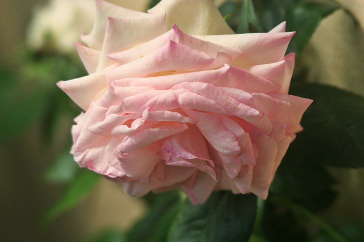 floribunda, rose, pink, blossom, bloom, open, spring