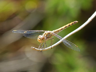 dragonfly, sympetrum striolatum, winged insect, branch, wetland, pond