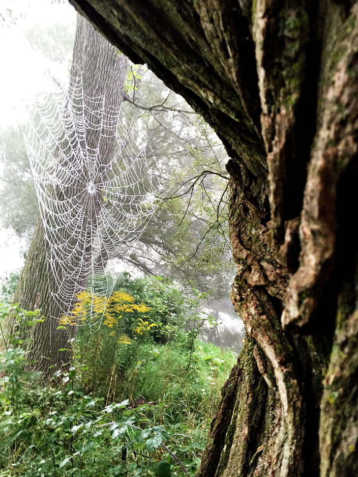 nhện, web, Spider web, arachnid, vỏ cây, tự nhiên, mạng lưới