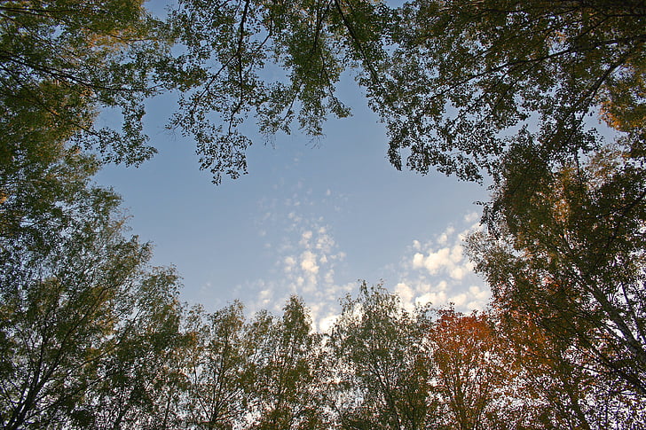 Krone, arbre, Sky, nature
