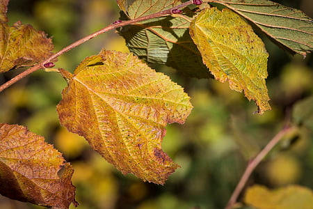 hazel leaves, hazel branch, autumn, autumn mood, fall leaves, autumn colours, fall color