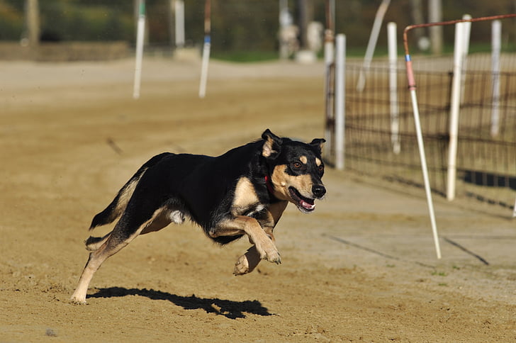 Husdjur, hund, Racecourse, Greyhounds, djur, Greyhound, blanda