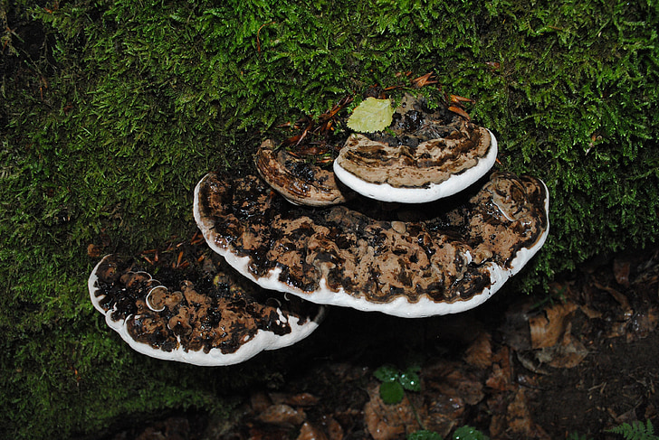 fungus, tree, strain, moss, polypore