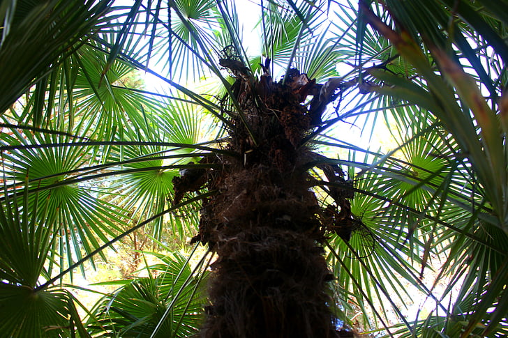 palm trees, plant, palm leaf, green, tree, palm fronds, palm leaves