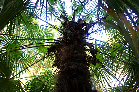 palmer, Anläggningen, palmblad, grön, träd, palmblad, palmblad