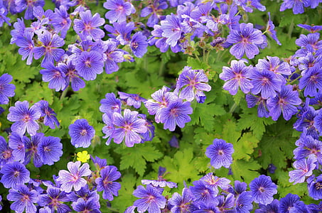 flor, blau, floral, jardí, floració, natural, macro