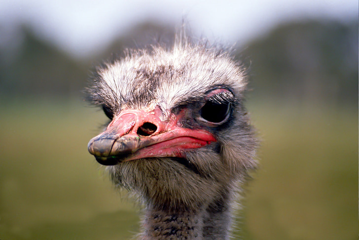 Emu, karangan bunga, tagihan, potret, Strauss, Australia ostrich, burung unta