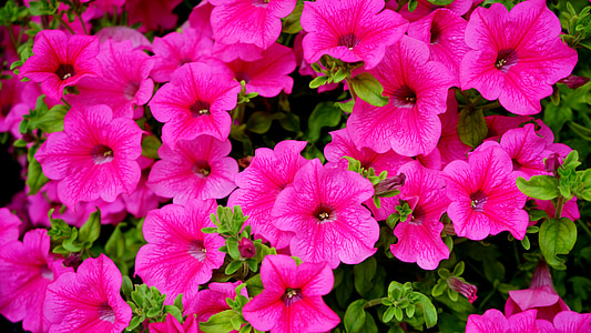 рожеві квіти, рожевий, квітка, Природа, Пелюстка, завод, Весна