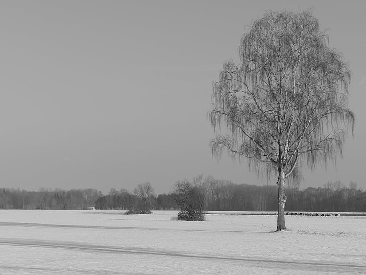 arbre, solitari, bedoll, natura, neu, paisatge, resta