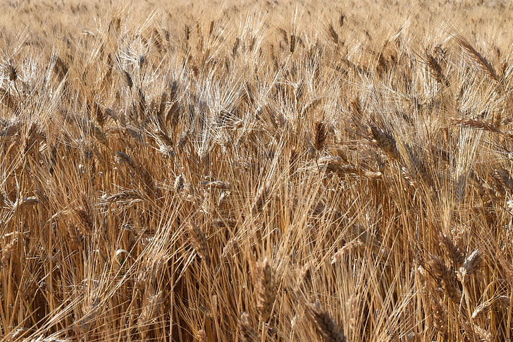 grain, wheat, wheat field, durum wheat, cereals, cornfield, spike