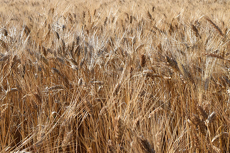 grano, trigo, campo de trigo, trigo duro, cereales, campo de maíz, espiga