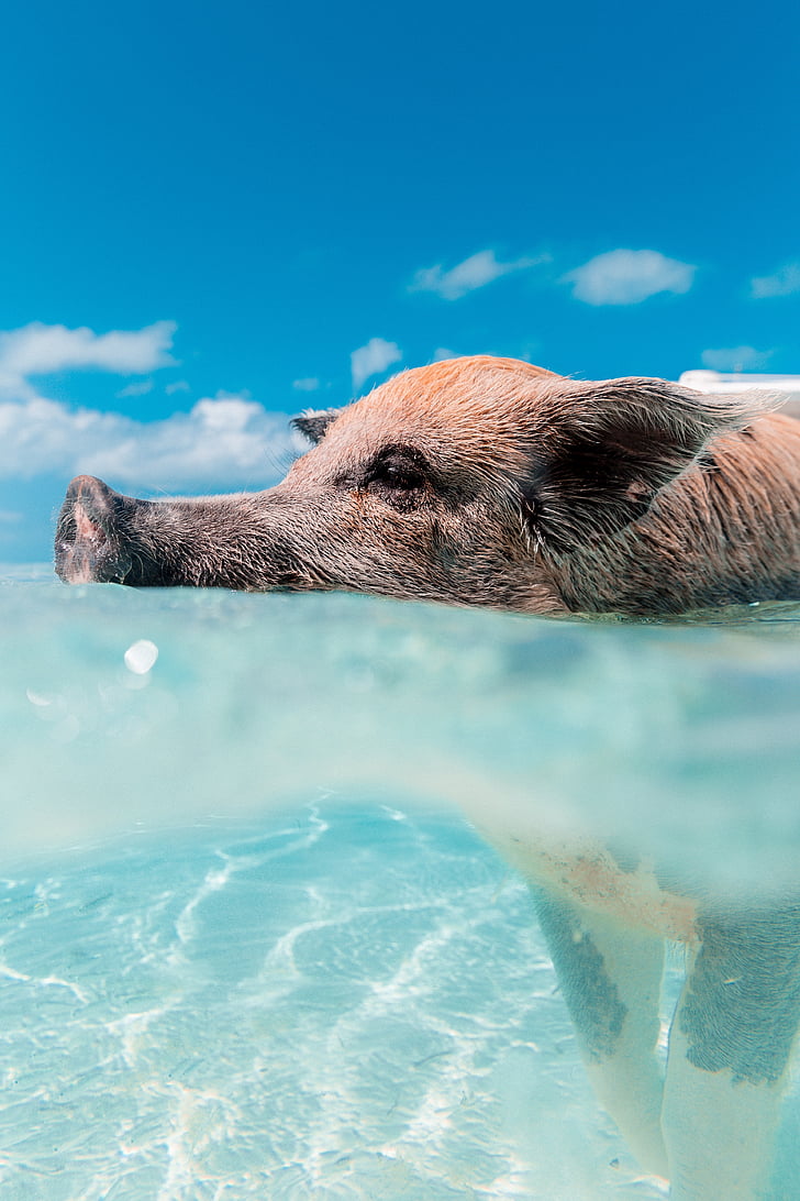 pig, animal, swimming, sea, ocean, blue, water