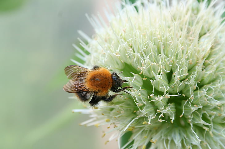 пчела, цвете, пчела в Блум, лято, градинско растение, растителна, природата