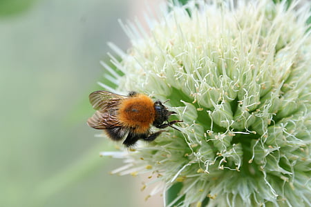 Bee, blomst, bi i flor, sommer, haveplante, plante, natur