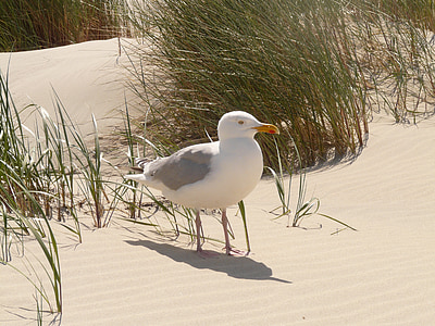Herring gull, Seagull, fluffed up, berangin, Larus argentatus, spesies, laridae