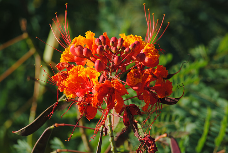 Pýcha Barbadosu, květ, oranžová, světlé, léto, ráj, červená