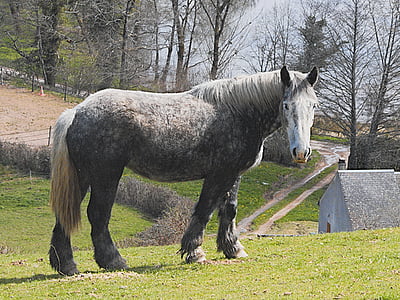 horse, grey, animal, horses, animals, morvan, mare