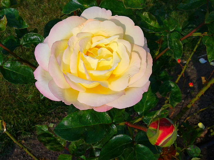 plant, flower, nature, yellow, pinbud, garden
