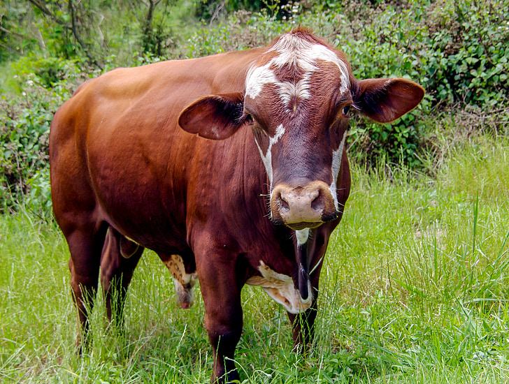 bull, cattle, stock, young, farm, brown, white