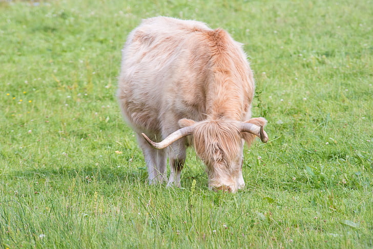 Highland-rinder, nötkött, Cow, Skottland, höglandet, landskap, Hof