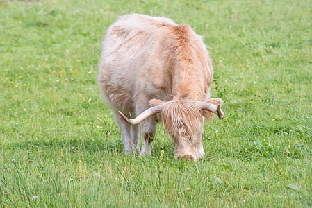 highland-rinder, beef, cow, scotland, highlands, landscape, hof
