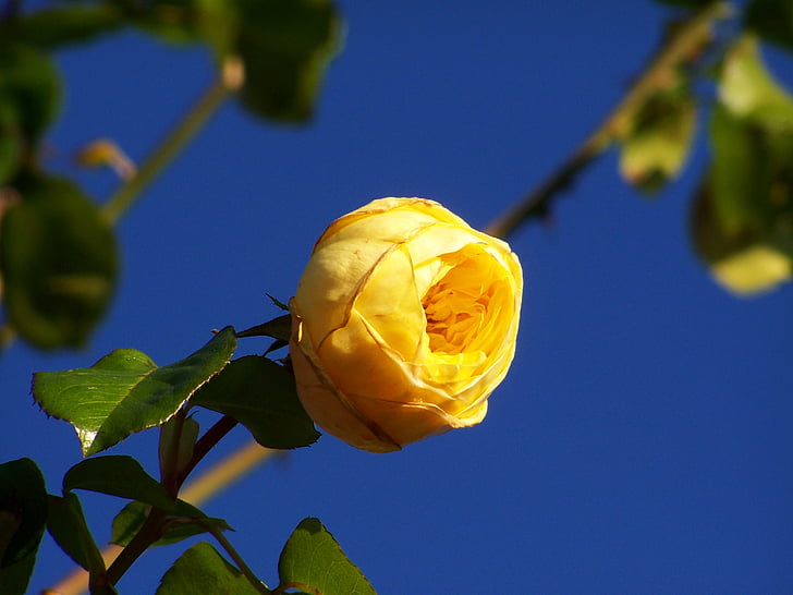 rose, yellow roses, blue sky