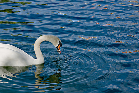 swan, water, lake, water bird, bird, animal, gooseneck