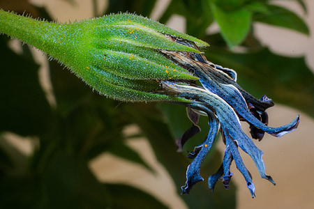 ξεθωριάσει, μακροεντολή, Osteospermum ecklonis [...], Ακρωτήριο καλάθι, marguerite Μπόρνχολμ, λευκό λουλούδι, μπλε
