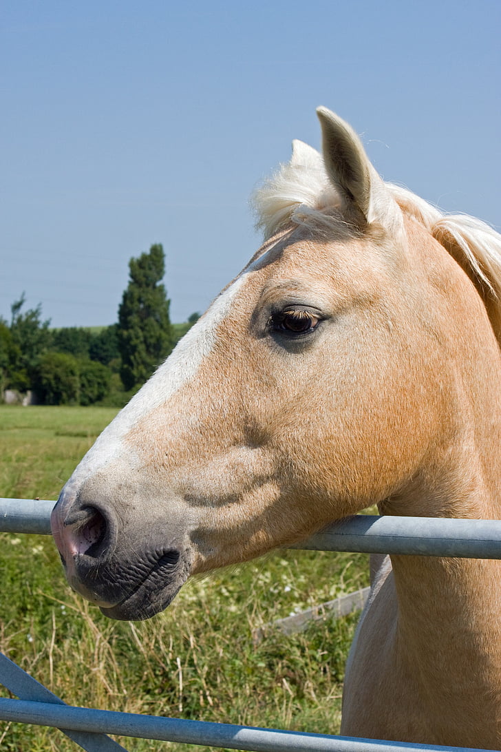 Palomino kôň, Palomino, kôň, Pony, koní, krásny, portrét