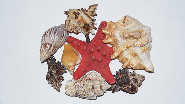 หอยแมลงภู่, ปลาดาว, ธรรมชาติ, มาริไทม์, อาร์ตเดคโค, ฮอลิเดย์, ทะเล