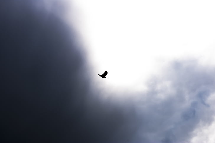 ocell, volant, cel, núvols, natura, Dom