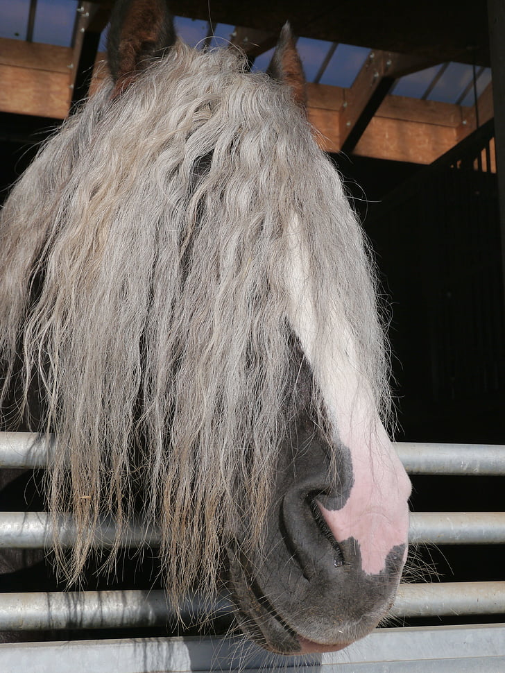 cavall, pentinat, visió de conjunt, Ros, cabell