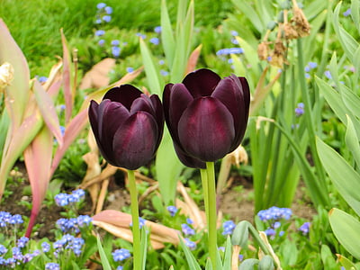 tulipaner, natur, blomst, våren, anlegget, Flora, hage