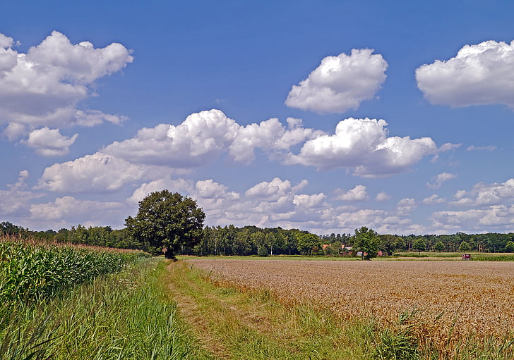 summer day, land, rural, clouds, arable, cereals, barley