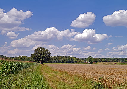 poletni dan, zemljišč, podeželja, oblaki, poljščine, žita, ječmen