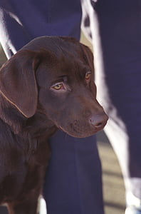 suns, Šokolāde, privāts, PET, prezidents Klintons, suņiem, portrets