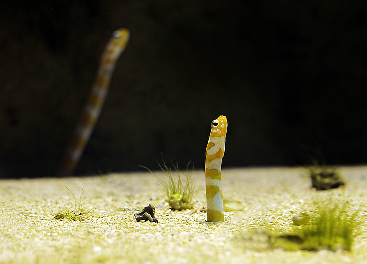 акваріум, черв'як, риби, meeresbewohner, Морська життя, підводний світ