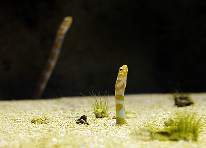 Aquarium, Wurm, Fisch, Meeresbewohner, Leben im Meer, Unterwasser-Welt