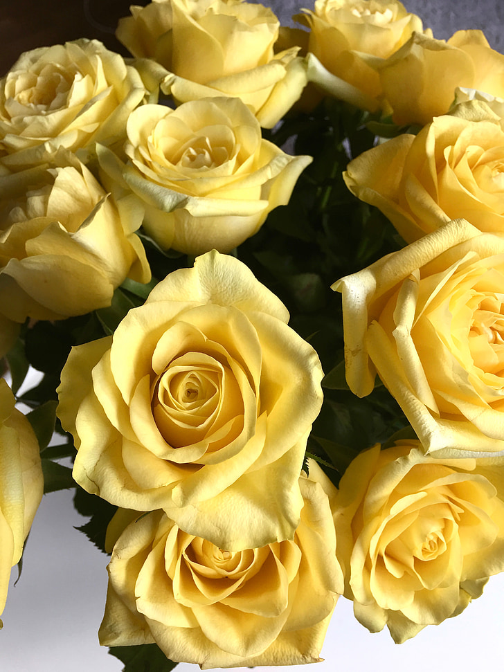 Rosa, Roses, groc, flor, color